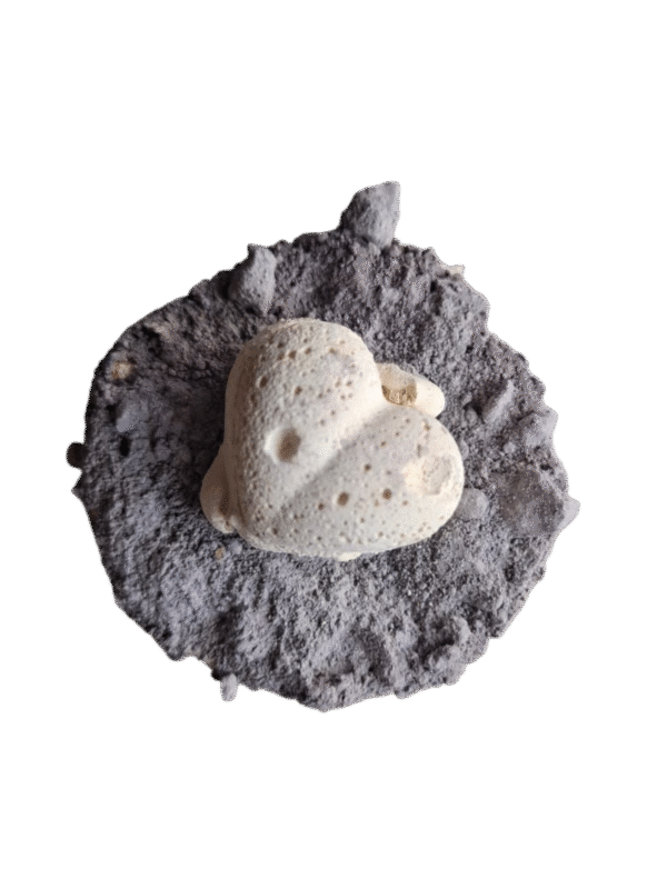 Mini Bizcochos